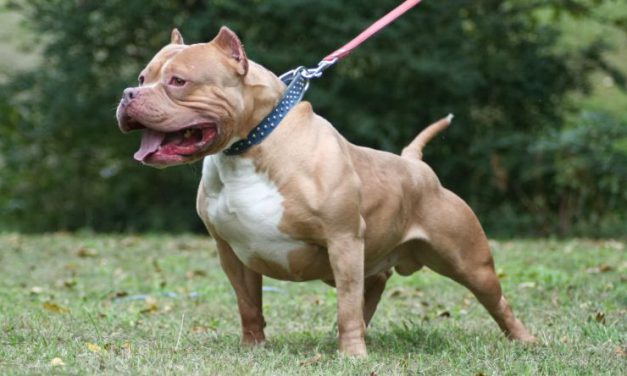 Perros Pitbull atacaron durante el fin de semana