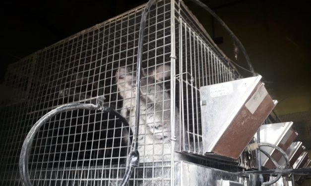 La policía interceptó e impidió el traslado de 60 chinchillas