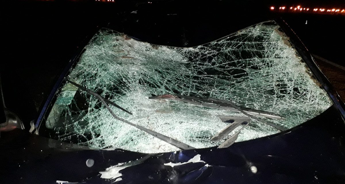 Se le cruzaron tres caballos en autopista, chocó a uno y causó otro accidente