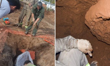 Empleados comunales encontraron un gliptodonte mientras hacían una obra