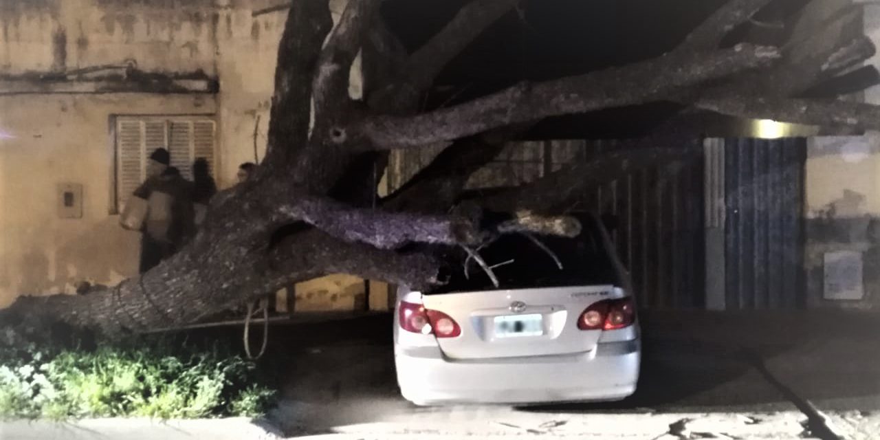 Se desplomó un árbol arriba de un vehículo