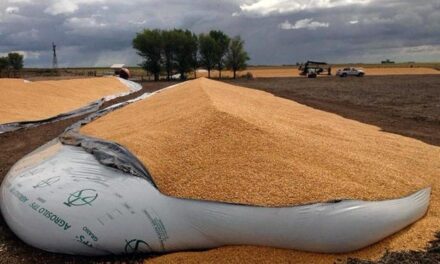 Rompieron un silo bolsa y a “baldazos” se robaron 23 mil kilos de soja