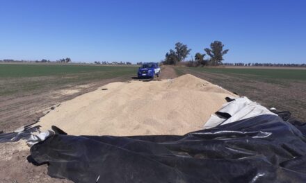 Robaron 20.000 kilos de soja en un campo