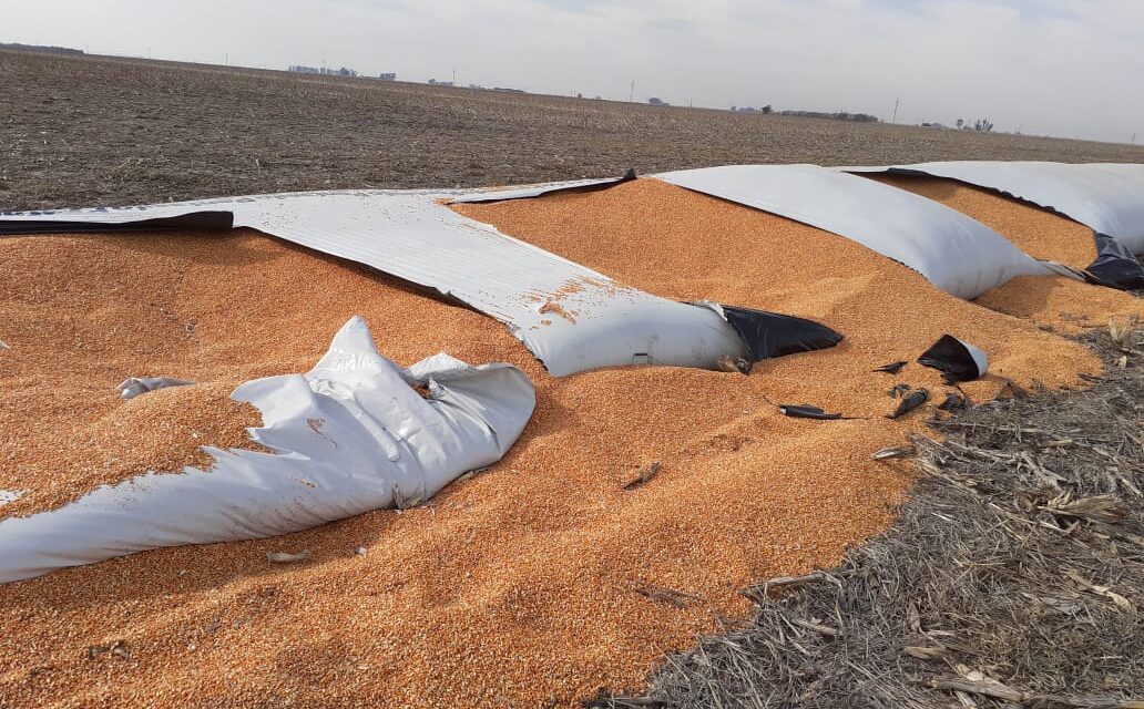 Robaron 10.000 kilos de maíz en un campo y rompieron un silobolsa