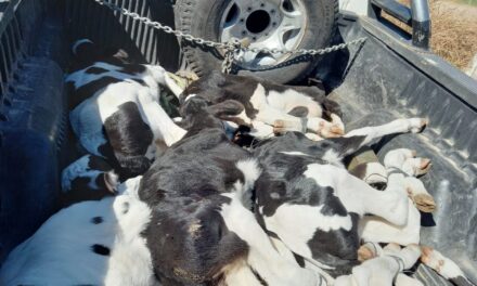 Gendarmería secuestró animales en un procedimiento