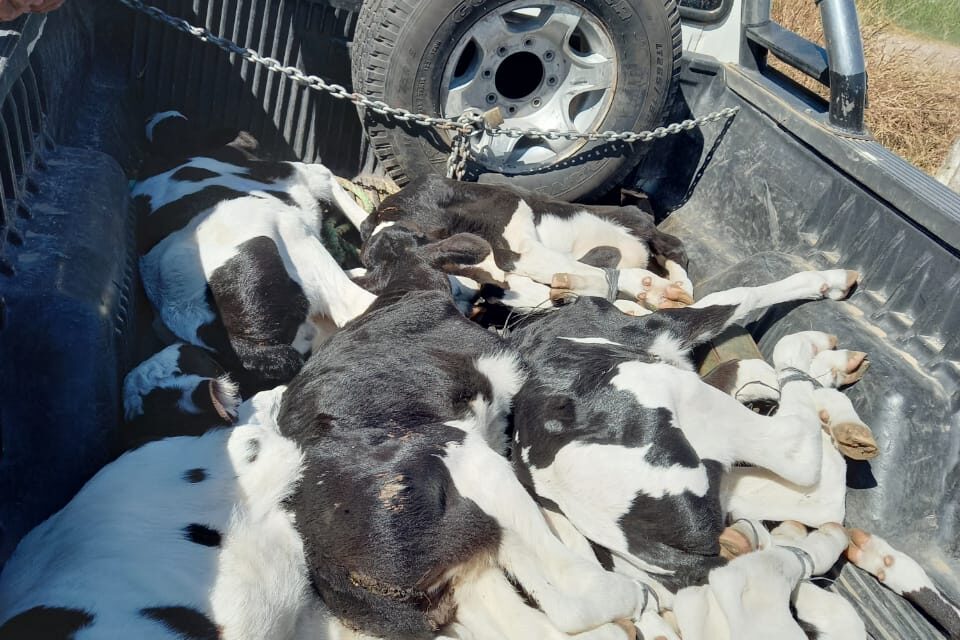 Gendarmería secuestró animales en un procedimiento