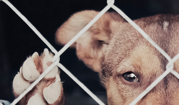 Denuncia por maltrato animal