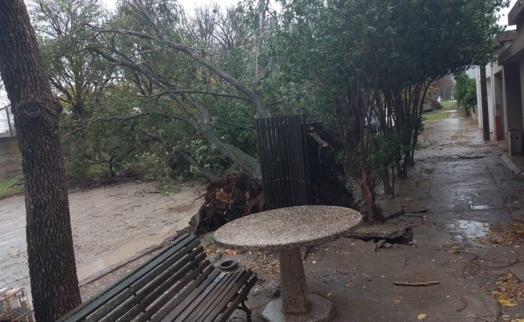 Vientos muy fuertes y caída de árboles