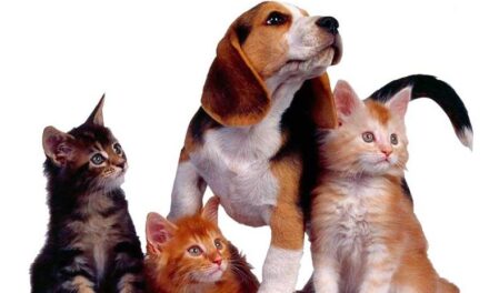 CAMPAÑA DE CASTRACIÓN GRATUITA PARA PERROS Y GATOS