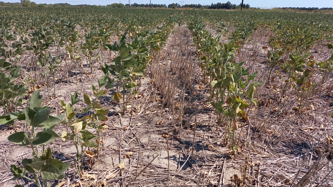 Emergencia Agropecuaria: Prorrogaron el plazo para presentar Declaración Jurada