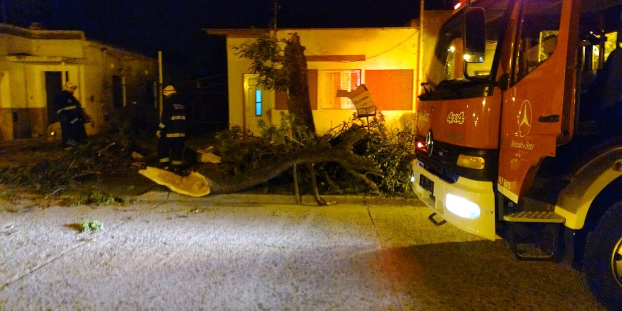 Caída de árboles y poca lluvia