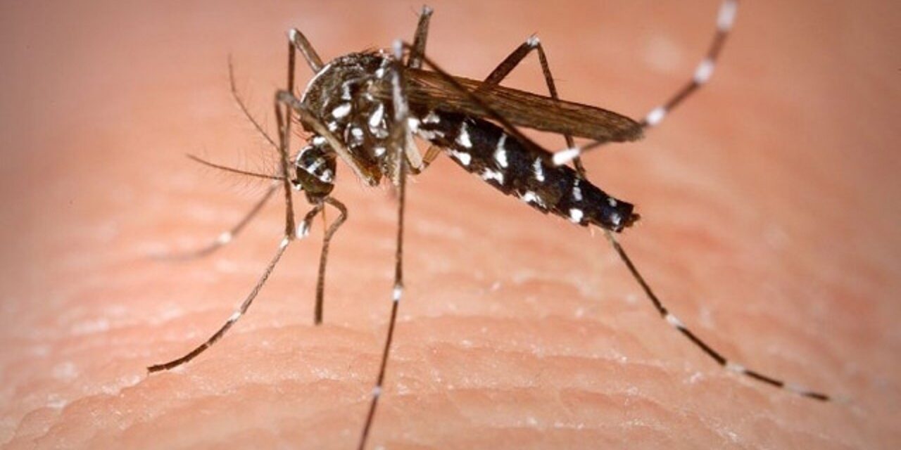 AGUARDAN UN ANÁLISIS PARA CONFIRMAR O NO, UN CASO DE DENGUE EN LAS PAREJAS