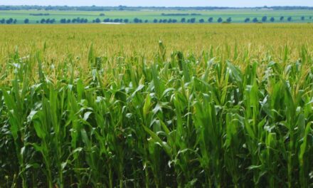 TRAS UNA SEMANA DE LLUVIAS, CÓMO QUEDÓ EL MAPA AGRÍCOLA DE LA REGIÓN NÚCLEO