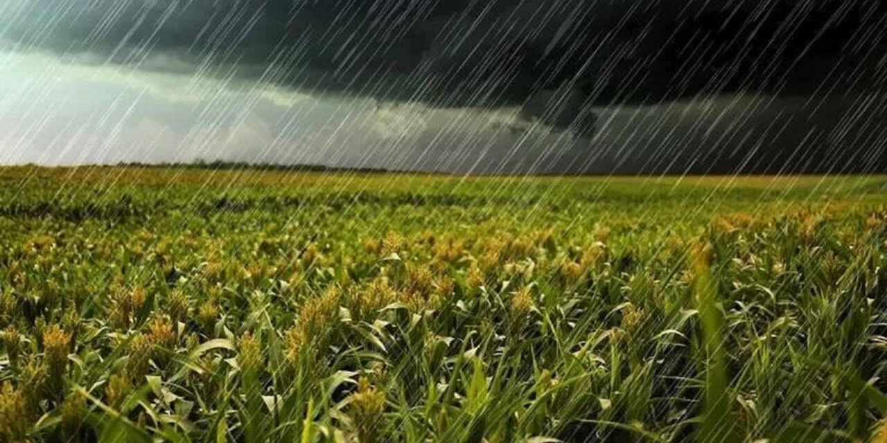 UN ANTES Y UN DESPUÉS PARA EL TRIGO: LLEGARON LAS LLUVIAS Y UNA PARTE DE LA REGIÓN NÚCLEO FESTEJA
