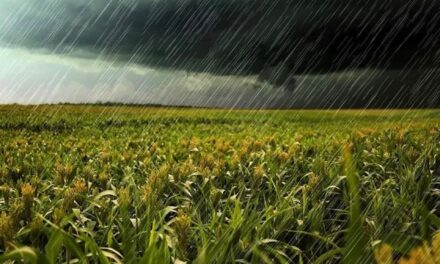 UN ANTES Y UN DESPUÉS PARA EL TRIGO: LLEGARON LAS LLUVIAS Y UNA PARTE DE LA REGIÓN NÚCLEO FESTEJA